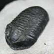 Very D Wenndorfia Trilobite - #27569-8